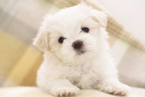 Maltese Puppy2431715388